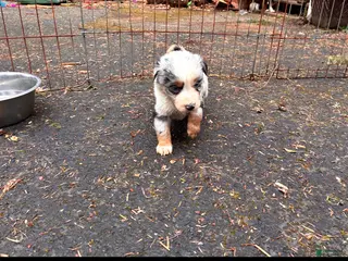 Miniature Australian Shepherd dogs Bob - Ad 2