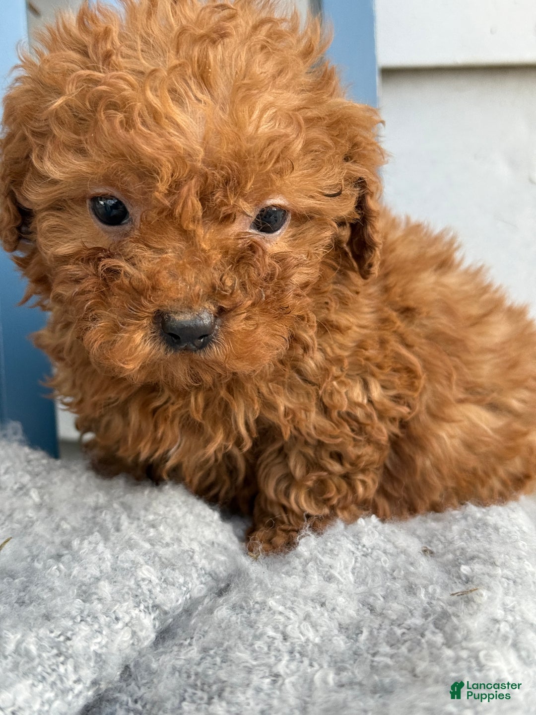 Toy Poodle dogs for sale: Otis - Ad 12