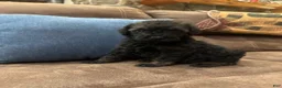 Standard Poodle dogs for sale: Mocha - Ad 2