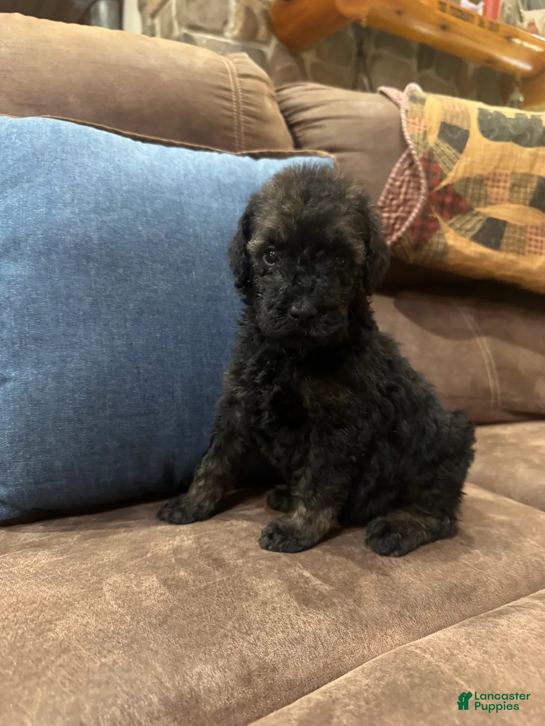 Standard Poodle dogs for sale: Mocha - Ad 2
