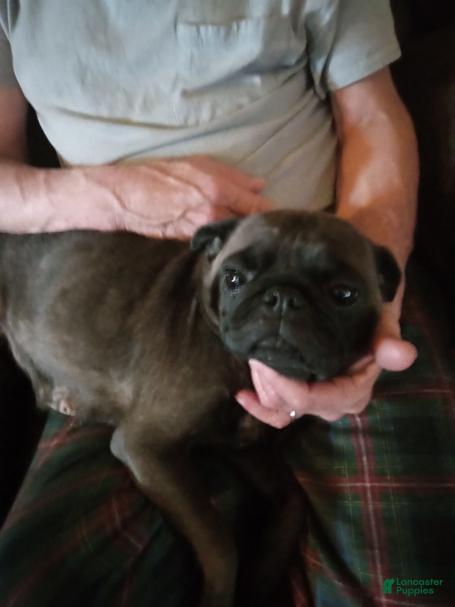 Pug dogs Pug Puppy 1 - Ad 2