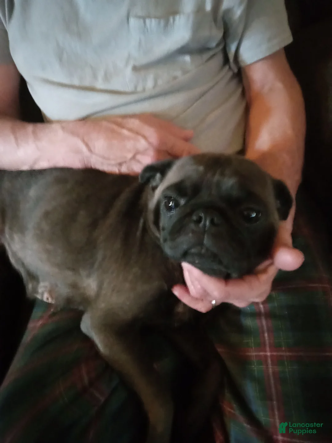 Pug dogs for sale: Pug Puppy 4 - Ad 2