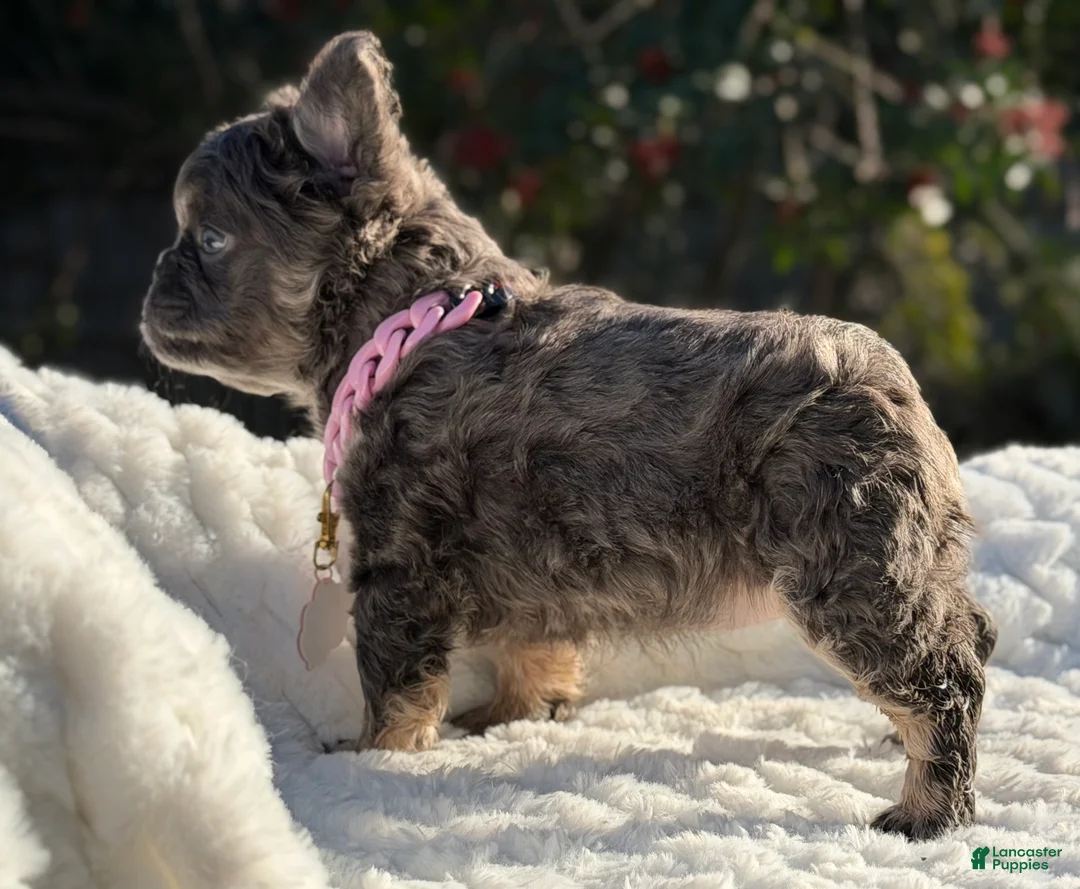 French Bulldog dogs for sale: Miss Glitz - Ad 3