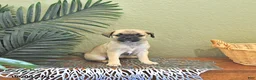 Mixed Breed dogs for sale: Clover - Ad 3