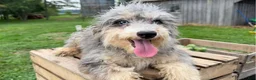 Mini Bernedoodle dogs for sale: Cheddar - Ad 1