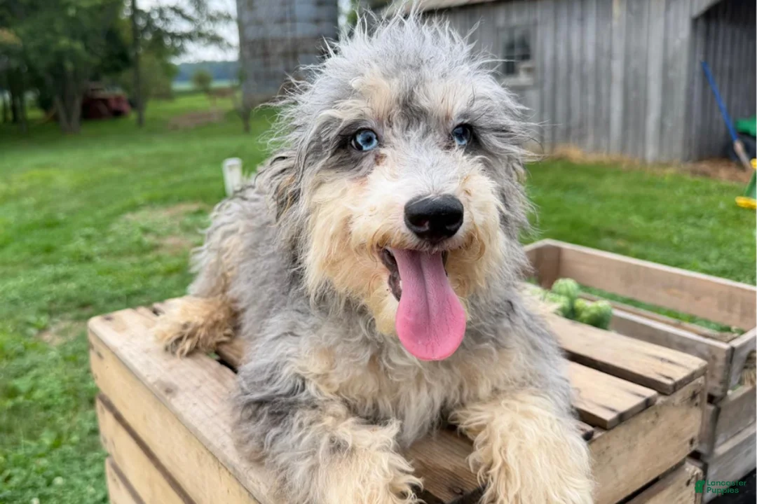 Mini Bernedoodle dogs for sale: Cheddar - Ad 1