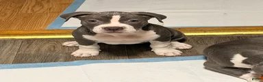 American Pit Bull Terrier 2