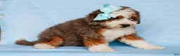 Mini Bernedoodle dogs for sale: Scottie - Ad 3
