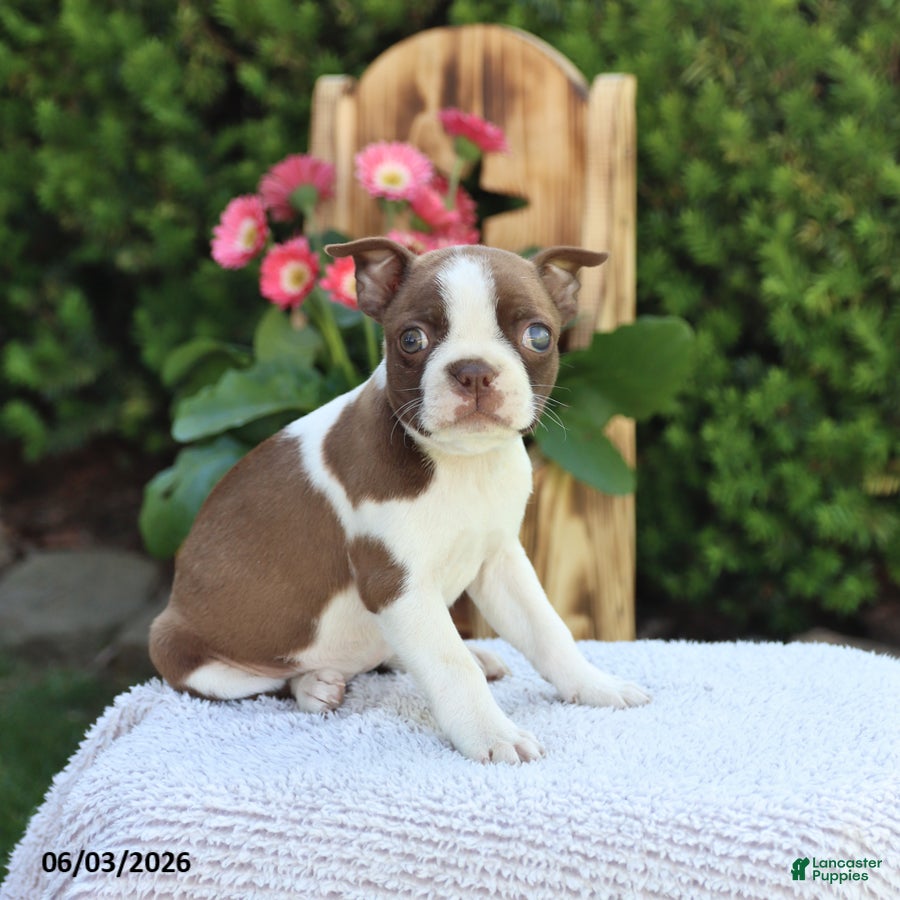 Boston Terrier dogs for sale: Dixie - Ad 5