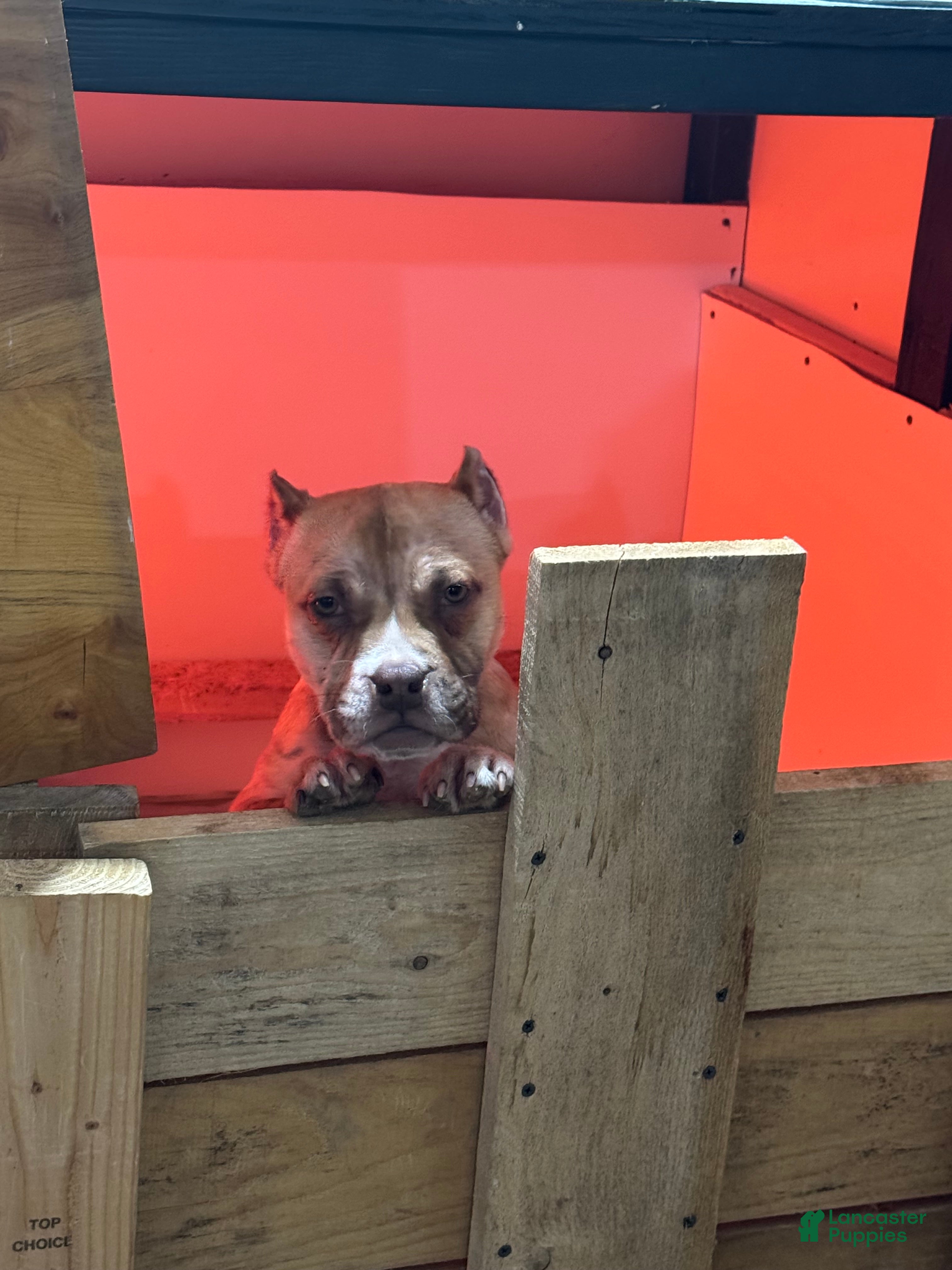 American Bully dogs Chocolate fawn sable Merle - Ad 2