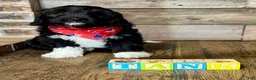 Mini Aussiedoodle dogs for sale: Mini Aussiedoodle 3 Olive - Ad 11