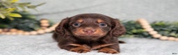 Miniature Dachshund dogs for sale: Kimmy - Ad 3