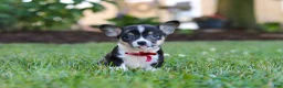 Welsh Corgi Pembroke dogs for sale: Diamond - Ad 6