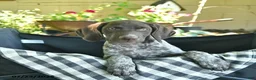 German Shorthaired Pointer dogs for sale: June  - Ad 2