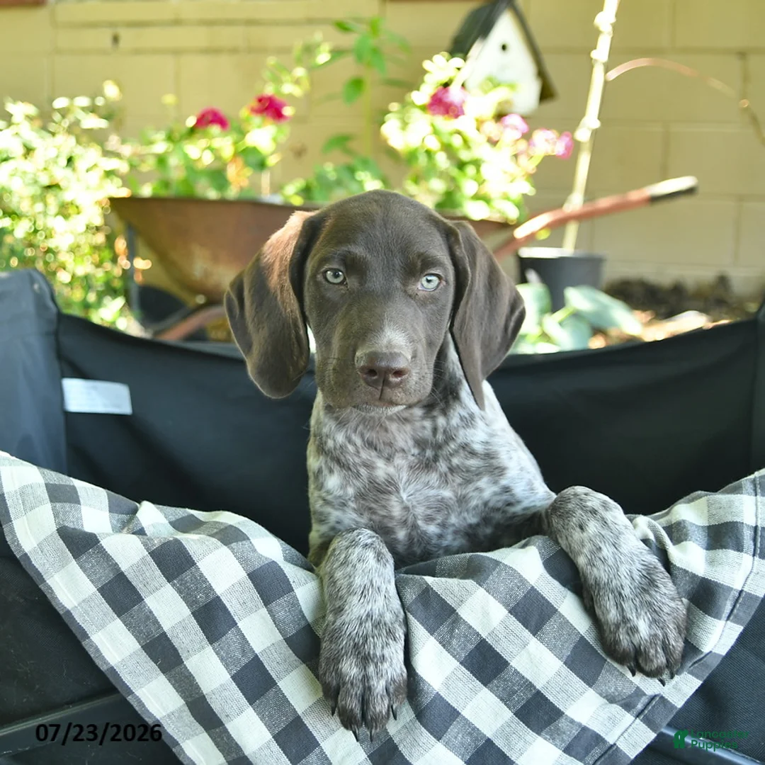 German Shorthaired Pointer dogs for sale: June  - Ad 2