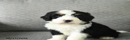 Bernedoodle dogs for sale: Sara  - Ad 5