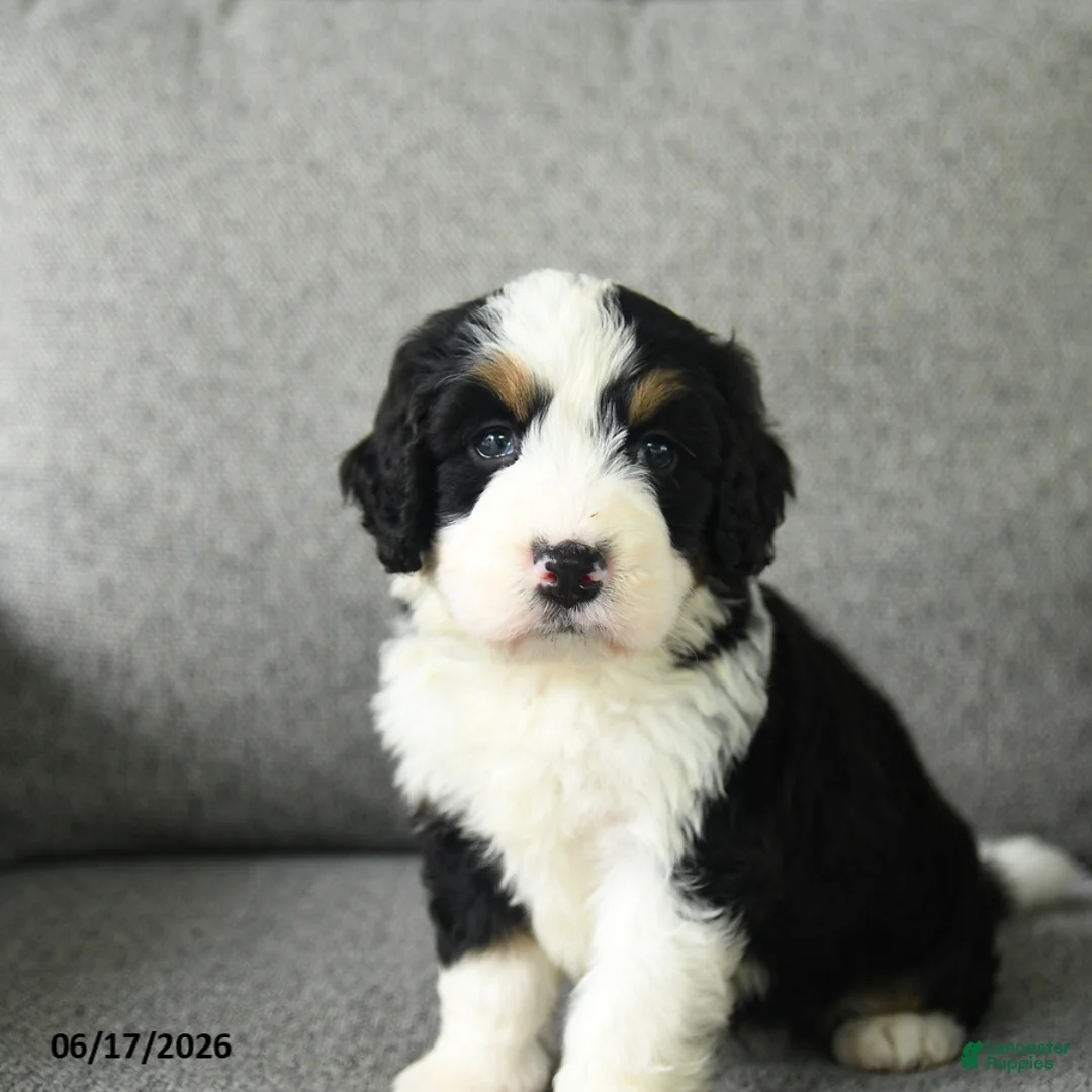 Bernedoodle dogs for sale: Sara  - Ad 5