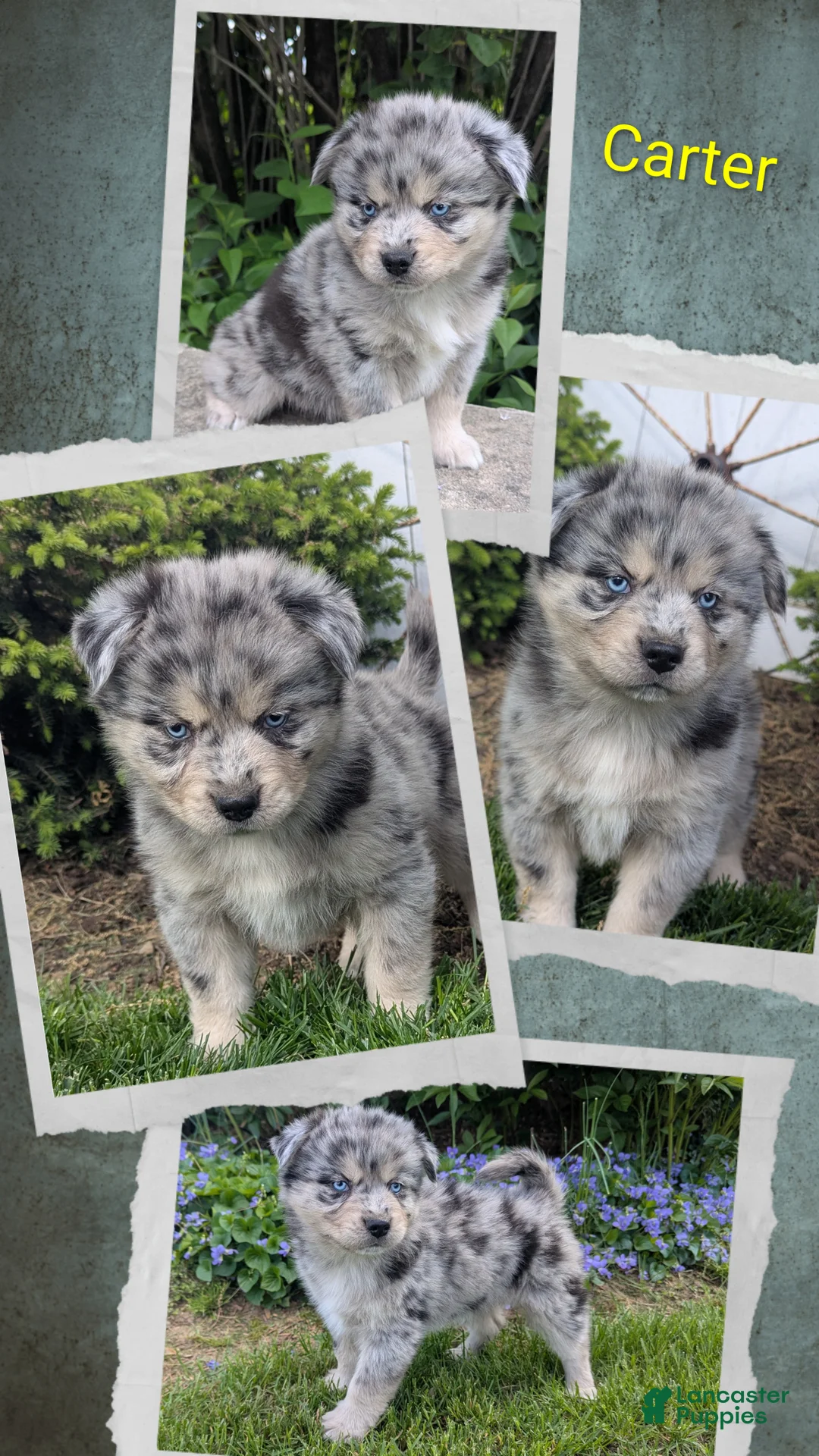 Pomsky dogs for sale: Mr Harley - Ad 2
