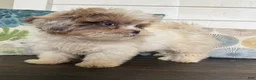 Shihpoo dogs for sale: Cinderella  - Ad 19
