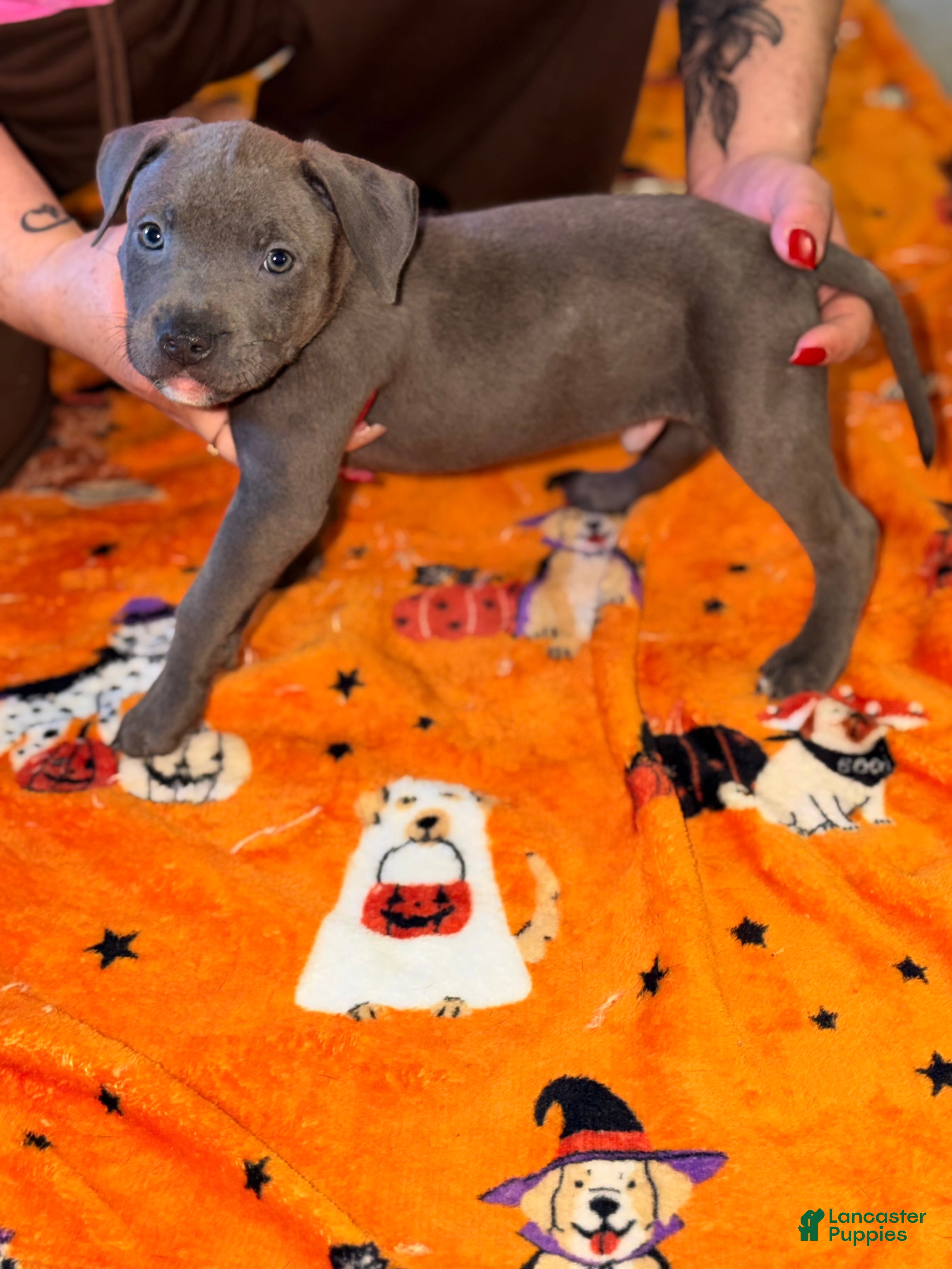 American Bully dogs for sale: American Bully 5 - Ad 21