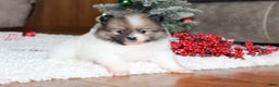 Pomeranian dogs for sale: Ethan - Ad 5