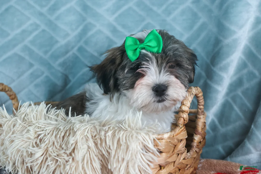 Teddy Bear dogs for sale: GUNNER - Ad 2