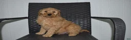 Goldendoodle dogs for sale: Jaxson - Ad 1