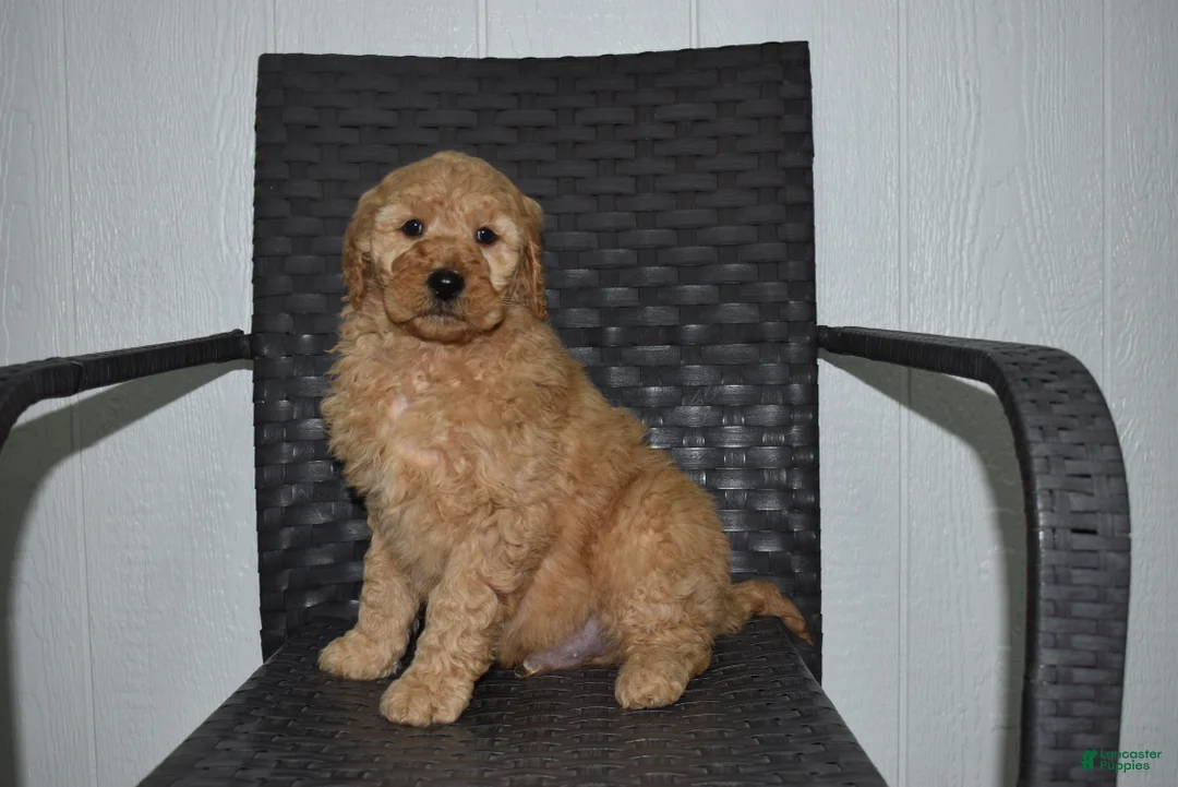 Goldendoodle dogs for sale: Jaxson - Ad 1