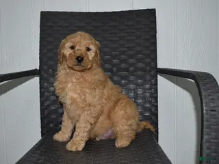 Goldendoodle dogs Jaxson - Ad 31