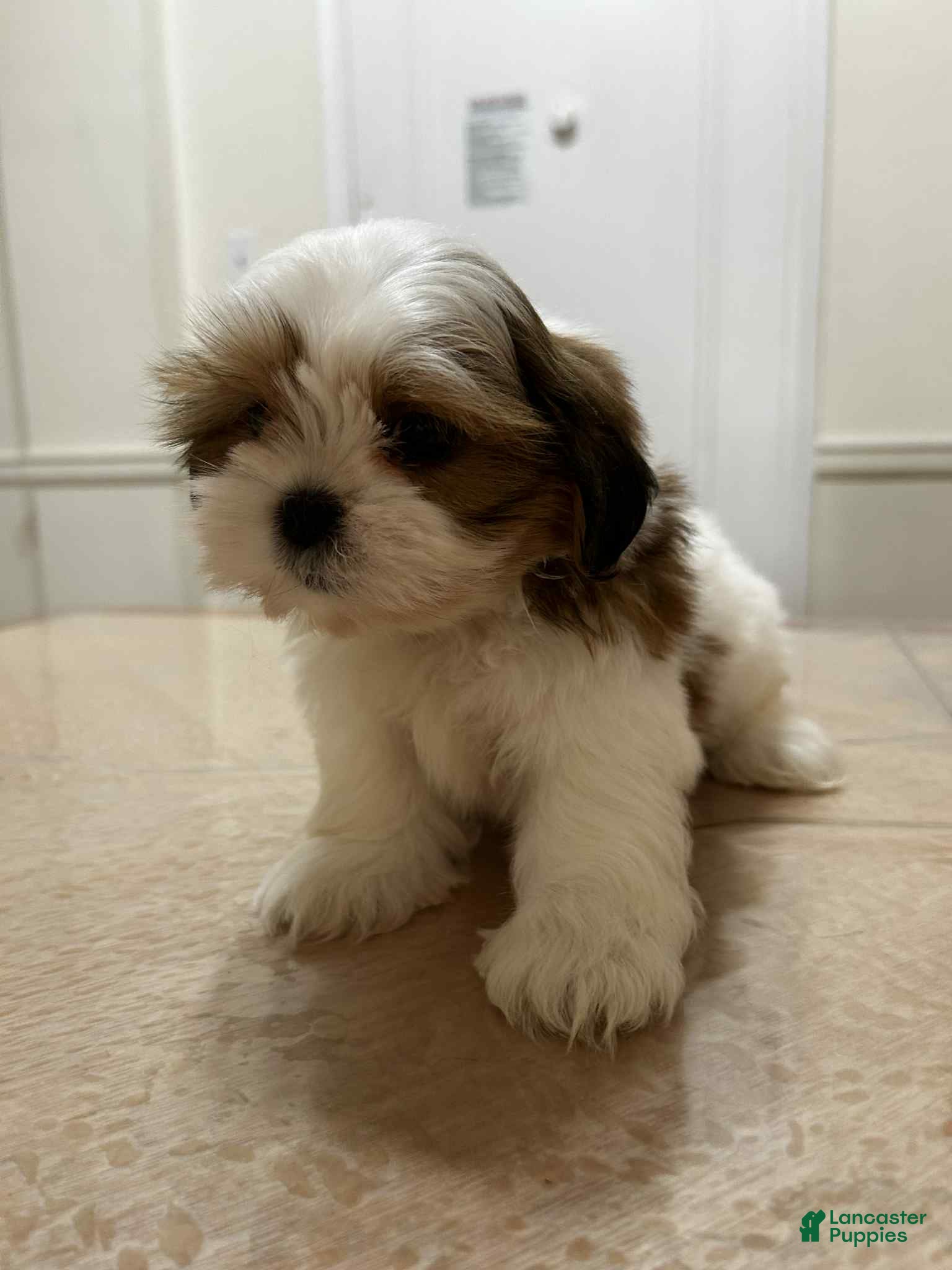 Shih Tzu dogs Crystal - Ad 2