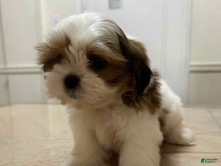 Shih Tzu dogs Crystal - Ad 6
