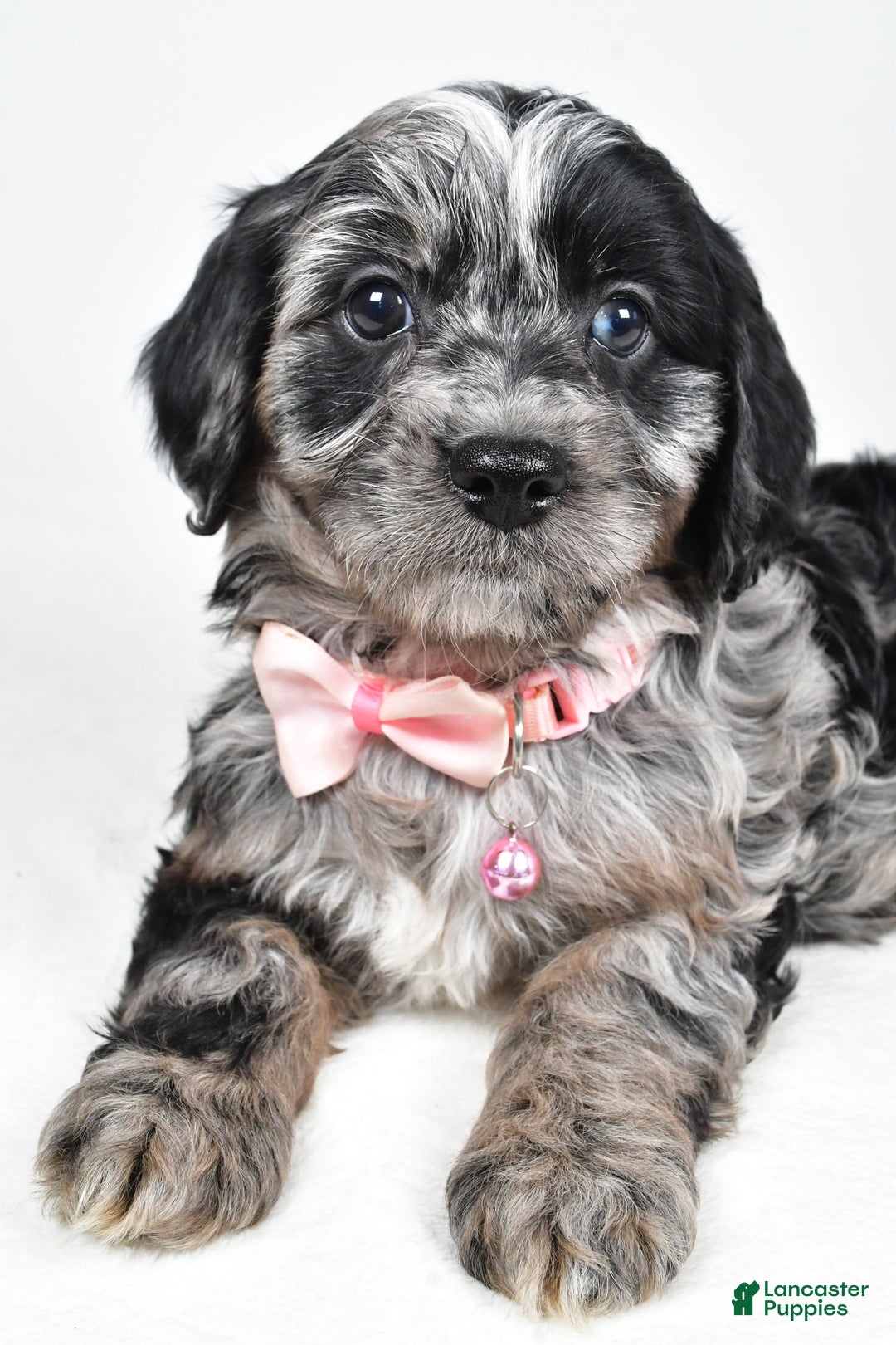 Cavapoo dogs for sale: Shirley  - Ad 10