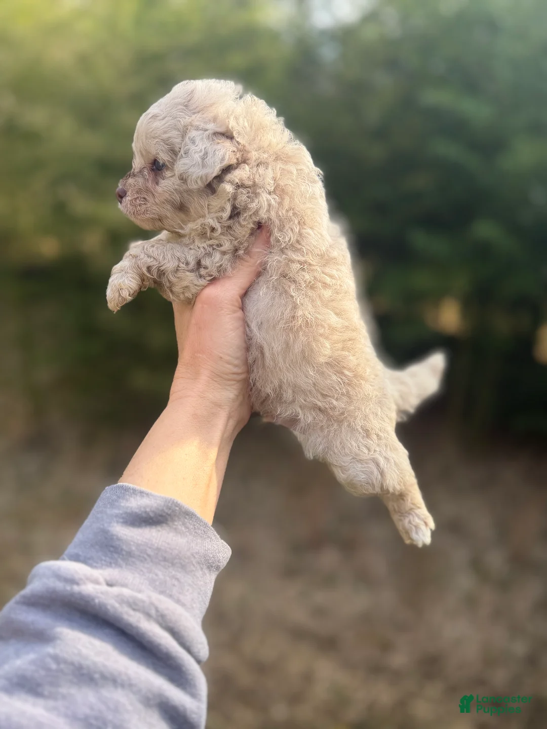 Pomapoo dogs for sale: Pomapoo Puppy 1 - Ad 2