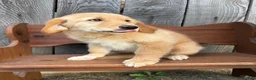 Golden Retriever dogs for sale: Duke - Ad 21