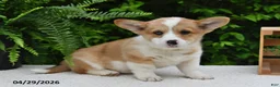 Welsh Corgi Pembroke dogs for sale: Cheri - Ad 2
