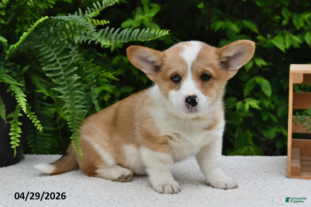 Welsh Corgi Pembroke dogs for sale: Cheri - Ad 2