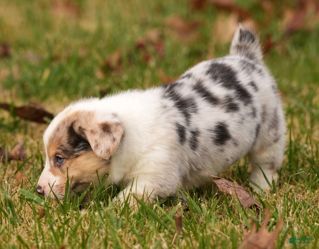 Welsh Corgi Pembroke dogs for sale: Chloe - Ad 8