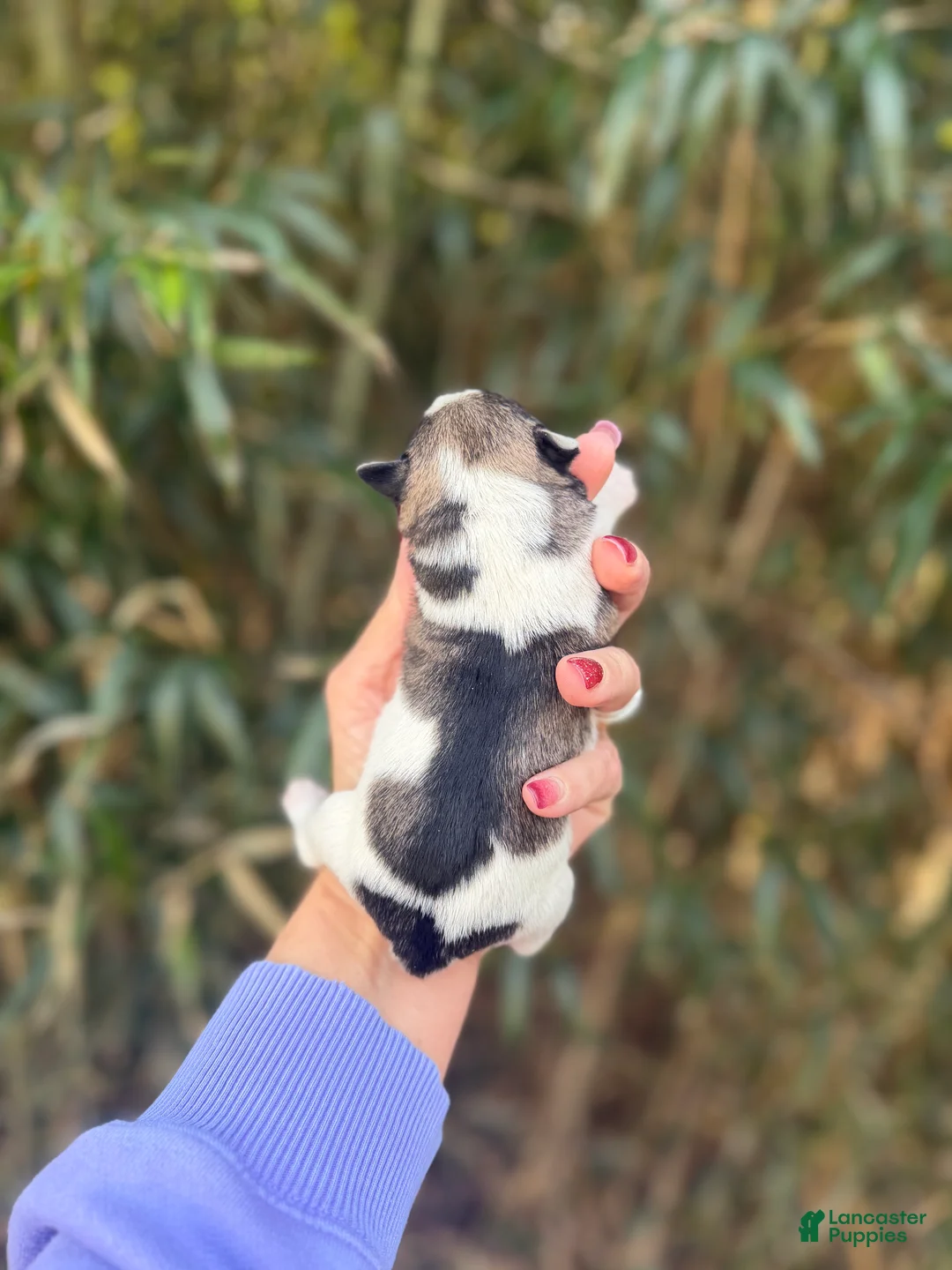 Miniature Schnauzer dogs for sale: Miniature Schnauzer Puppy 3 - Ad 2