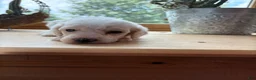 Standard Poodle dogs for sale: Opal - Ad 7