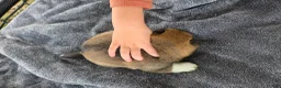 Shiba Inu dogs for sale: Patriot - Ad 8
