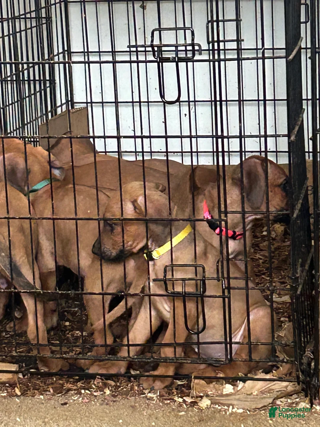 Rhodesian Ridgeback dogs for sale: Rhodesian Ridgeback Puppy 1 sky blue collar - Ad 23