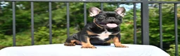 French Bulldog dogs for sale: Isaiah - Ad 1