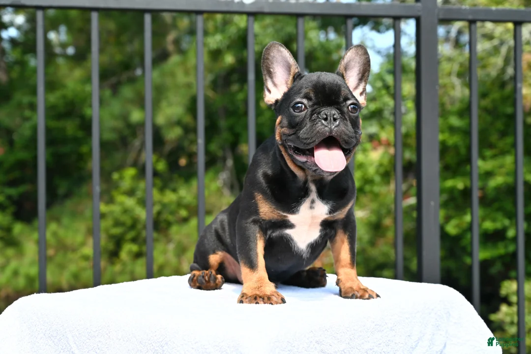 French Bulldog dogs for sale: Isaiah - Ad 1