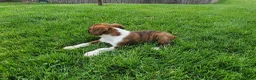 Boxer dogs for sale: Sarge - Ad 4