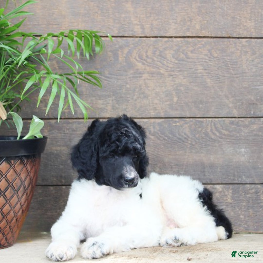 Standard Poodle dogs for sale: Flash - Ad 3
