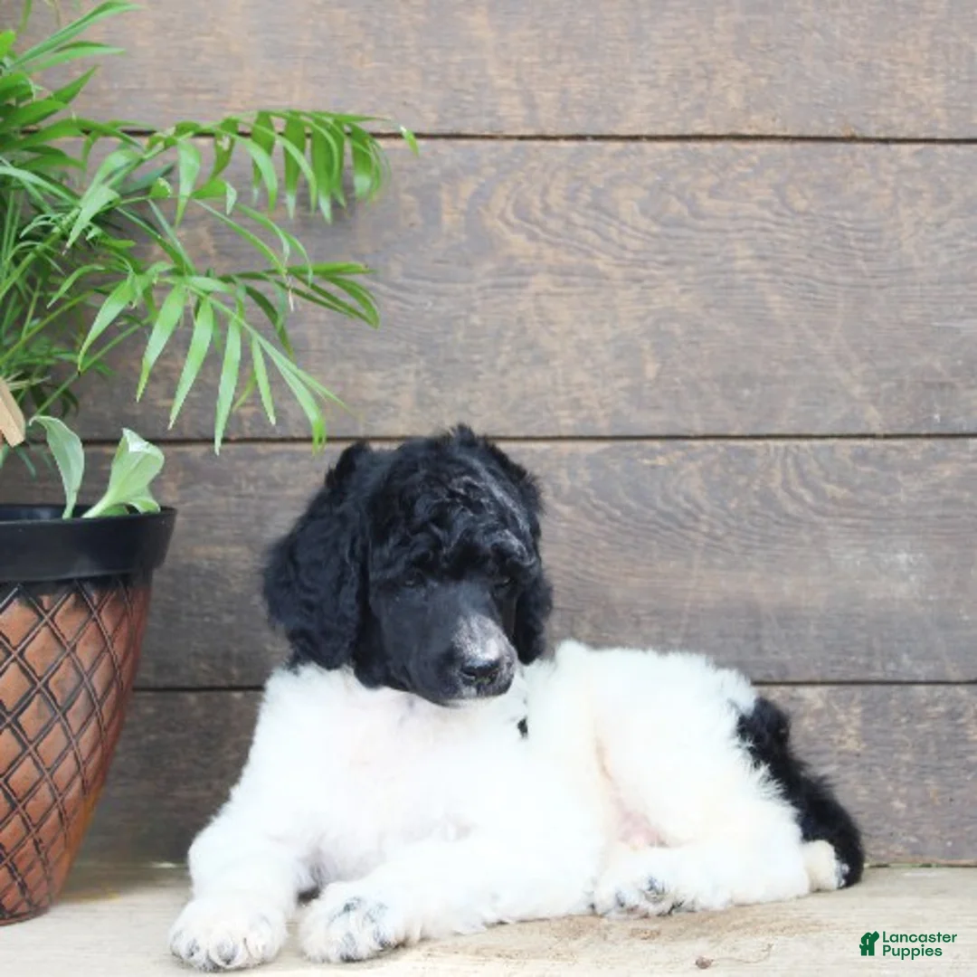 Standard Poodle dogs for sale: Flash - Ad 3