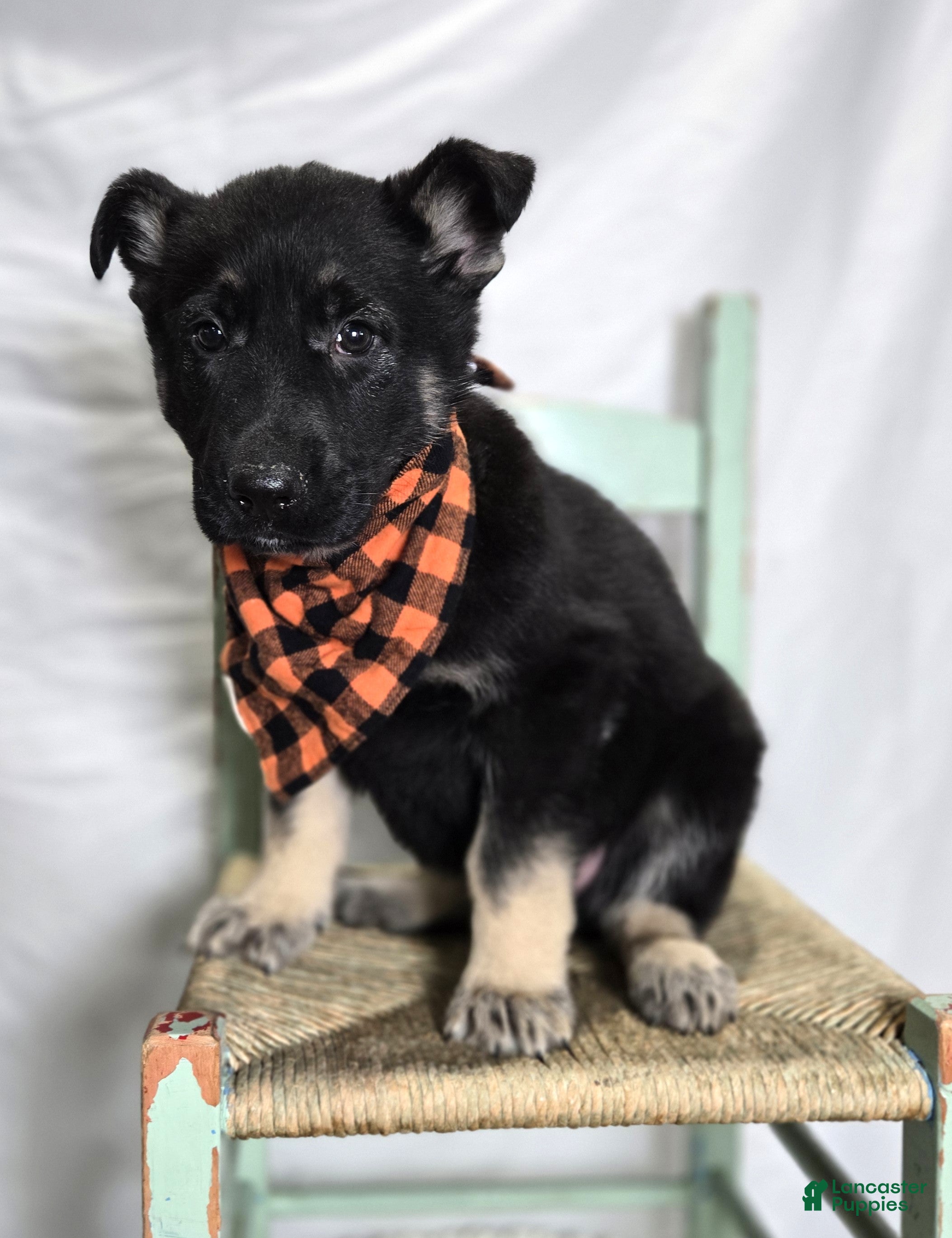 German Shepherd dogs Ryan - Ad 1