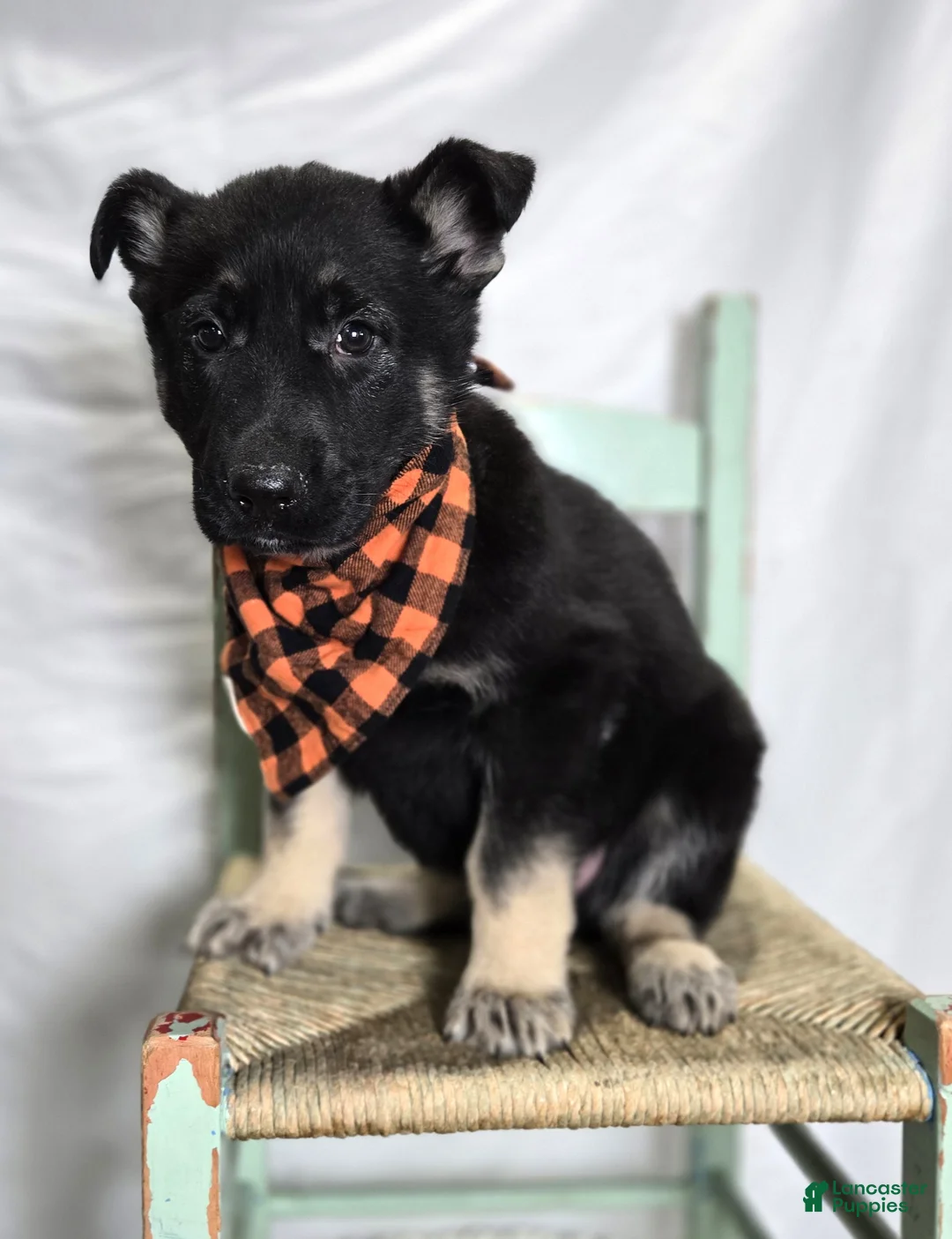 German Shepherd dogs for sale: Ryan - Ad 1