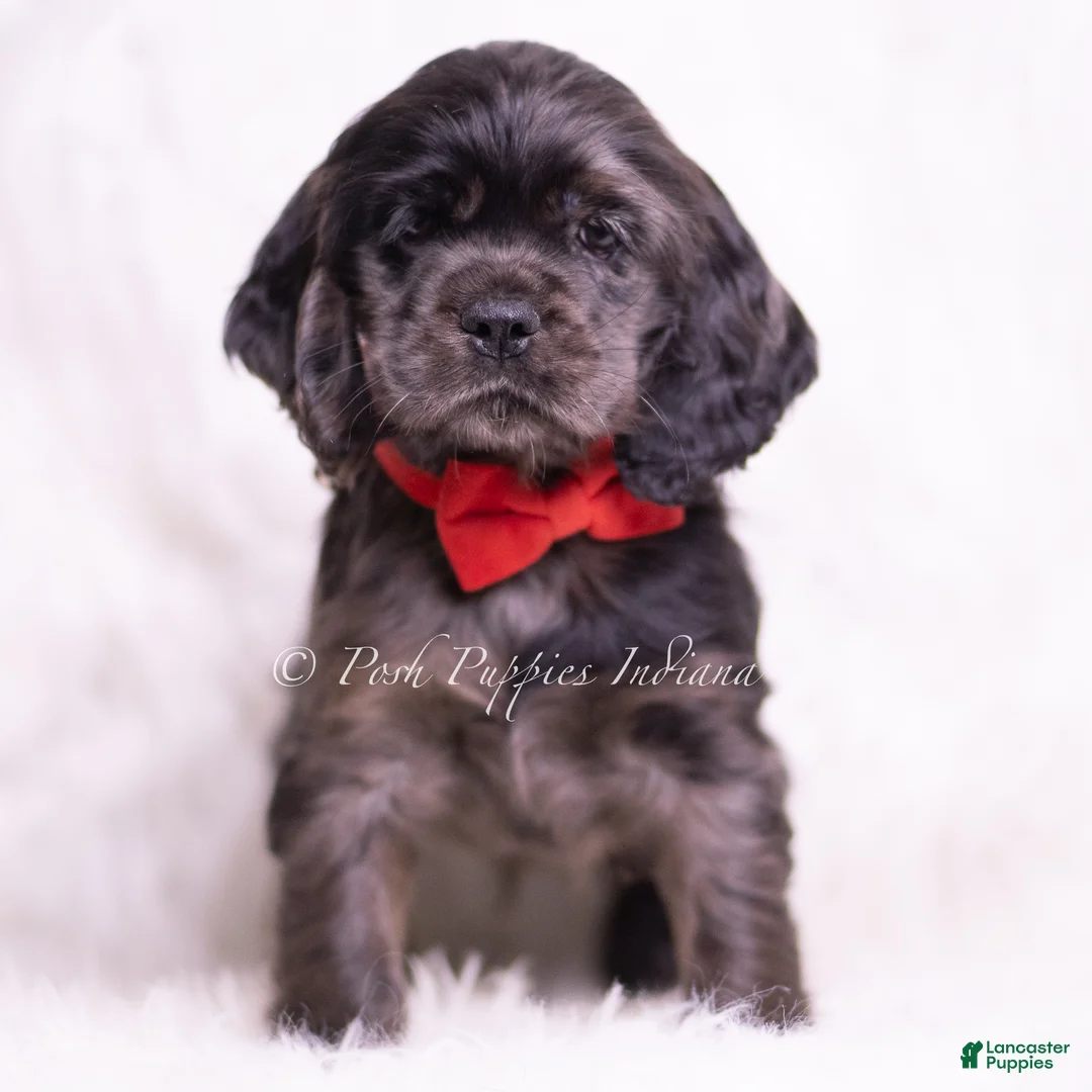 Cocker Spaniel dogs for sale: Disco - Ad 2