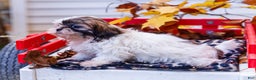 Shih Tzu dogs for sale: Lanelle - Ad 5